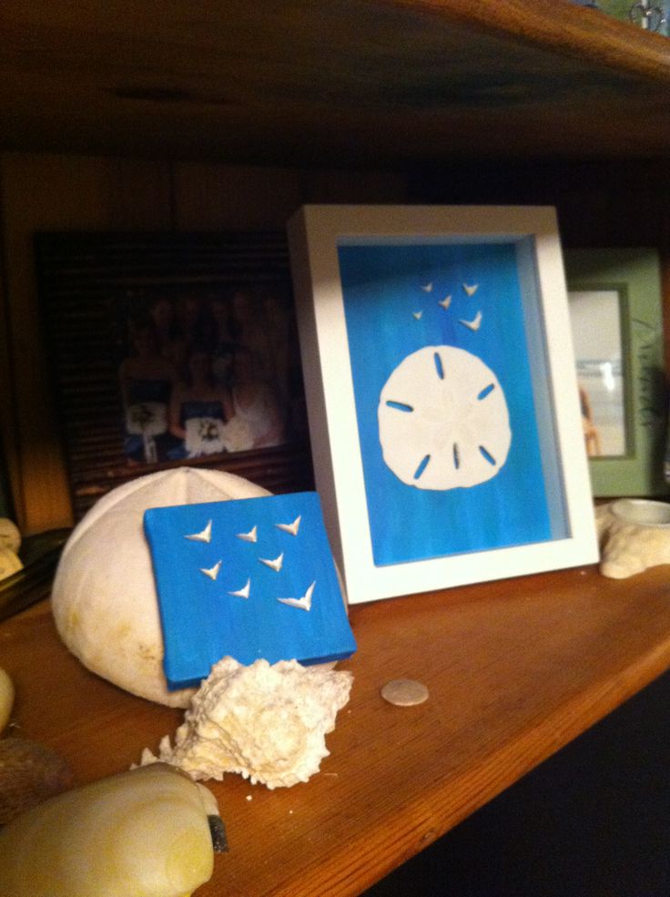 How To Bleach Live Sand Dollars Awesome Article