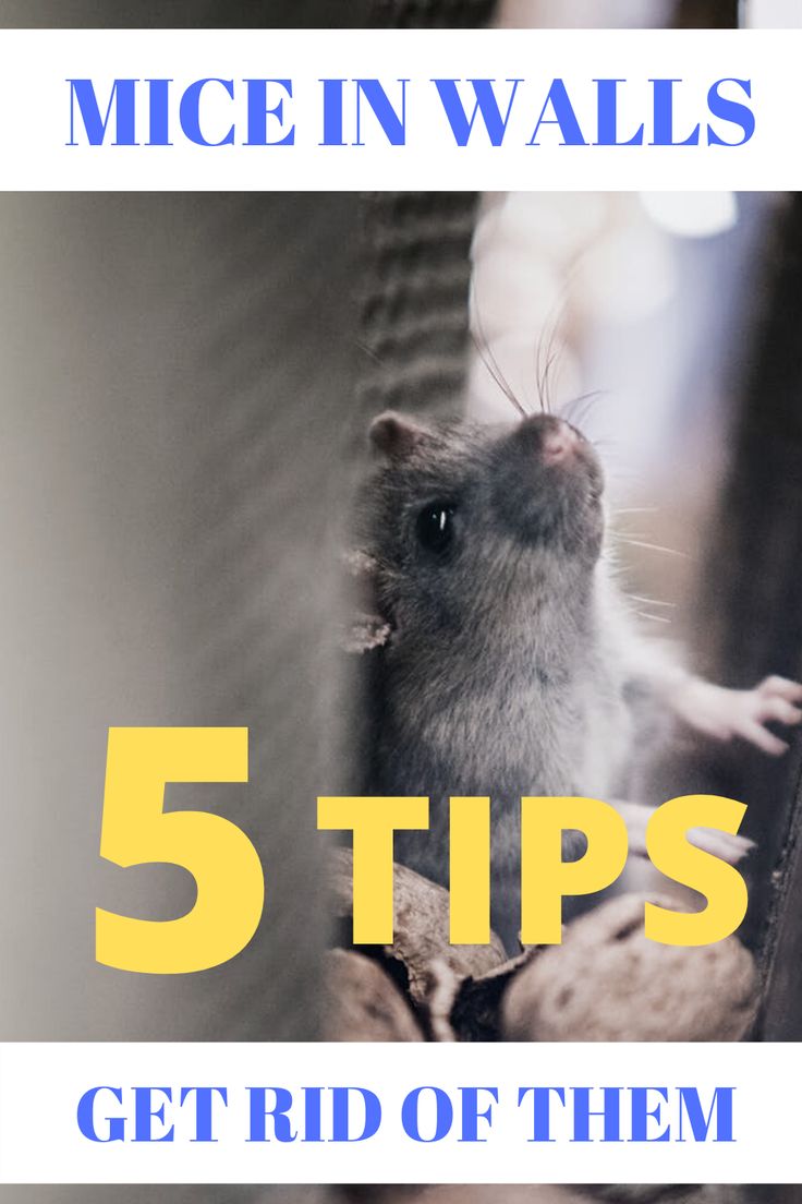 How to Get Rid of Mice in the Walls? Mouse Nest in 2020