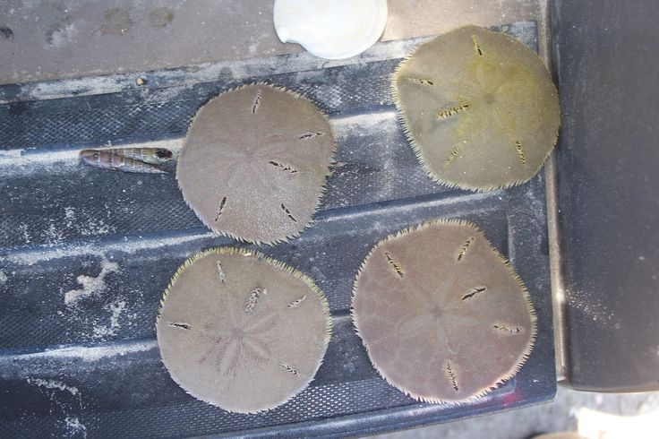 How To Bleach Live Sand Dollars Awesome Article