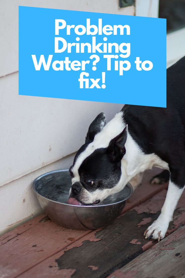 How To Get A Puppy To Drink More Water