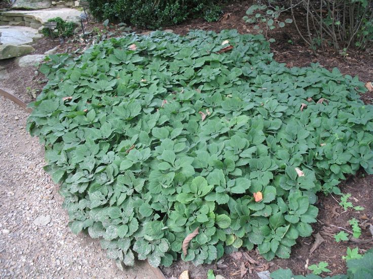 groundcover, deciduous to semievergreen Pachysandra