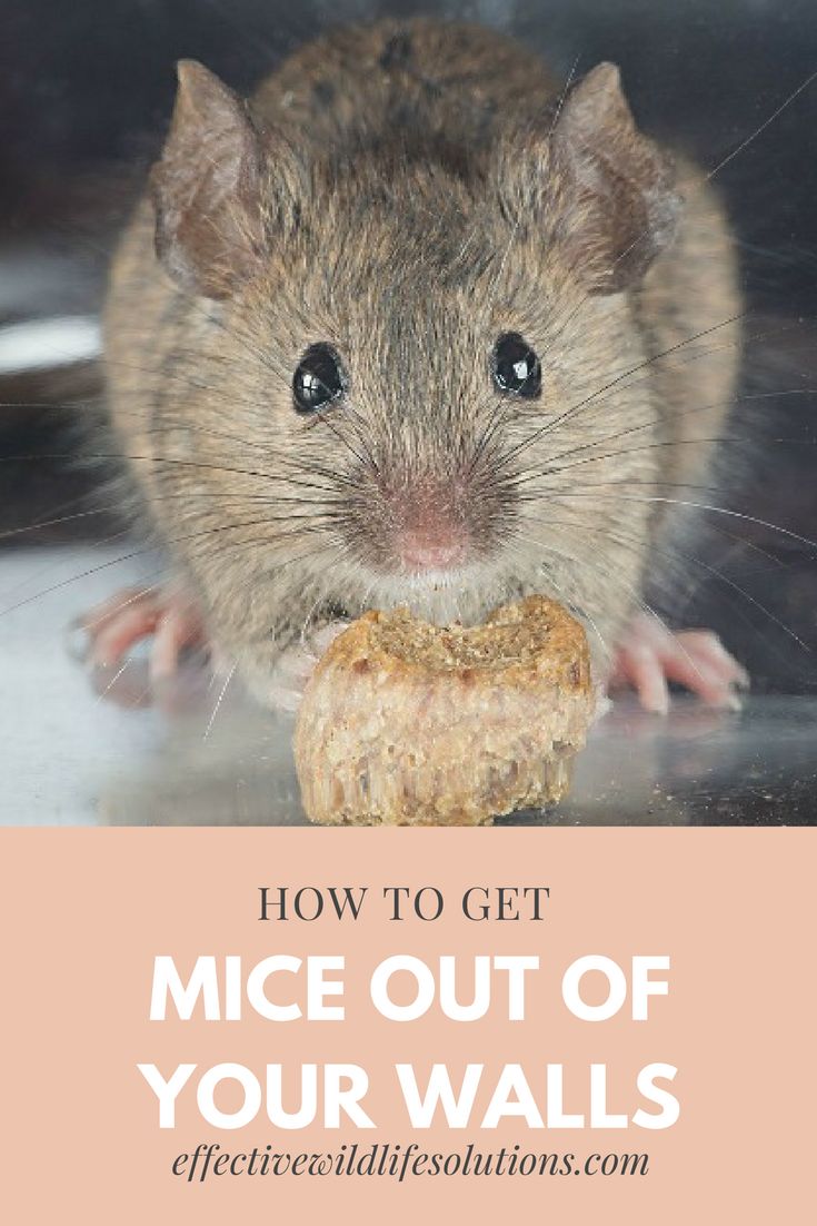 Think you have mice in the wall? Here are some tips on how