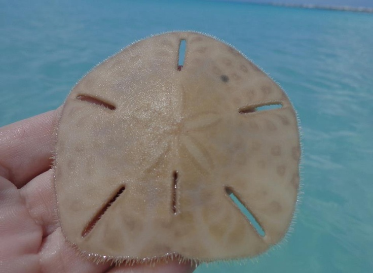 How To Bleach Live Sand Dollars Best Ideas 2021