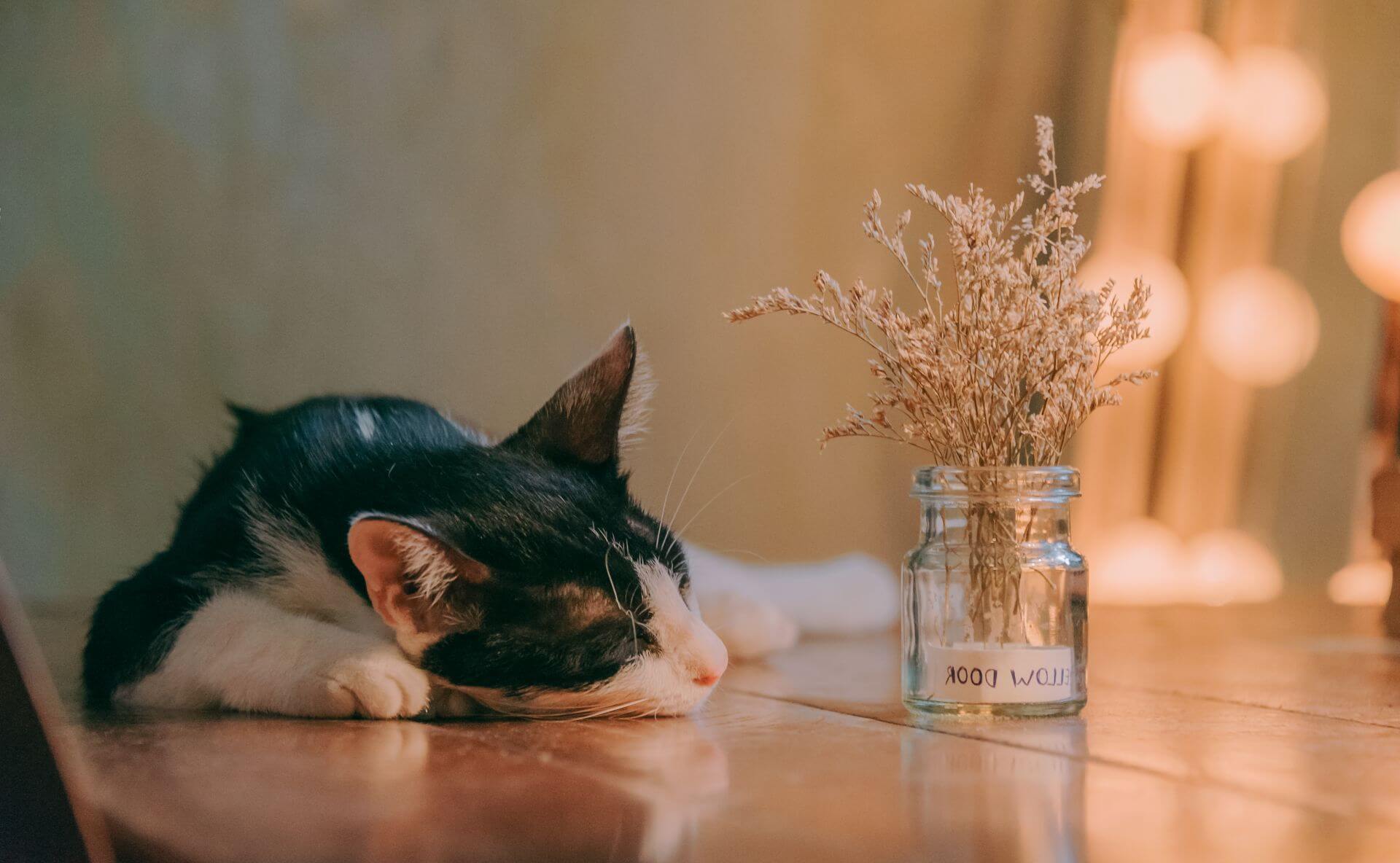How To Euthanasia A Cat With Over The Counter Drugs