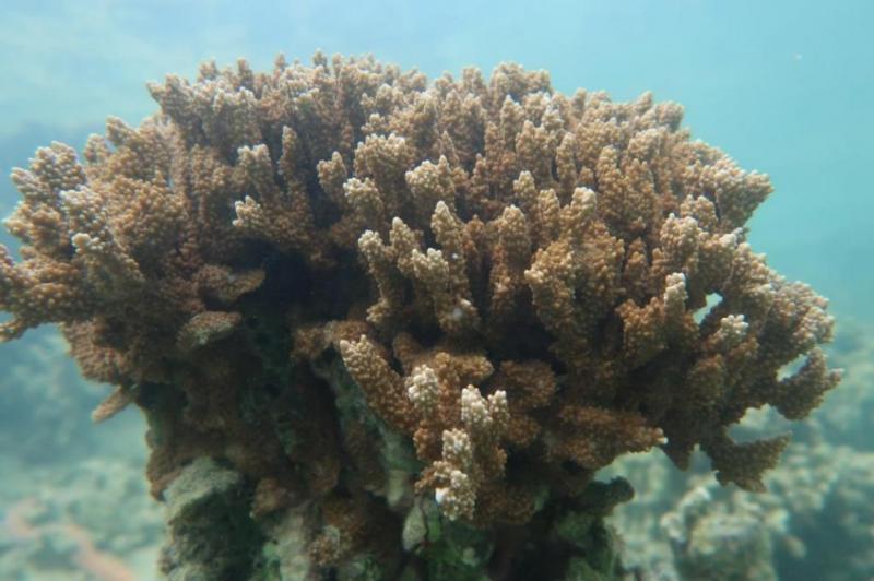 Cayman Eco Beyond Cayman Climate change will transform