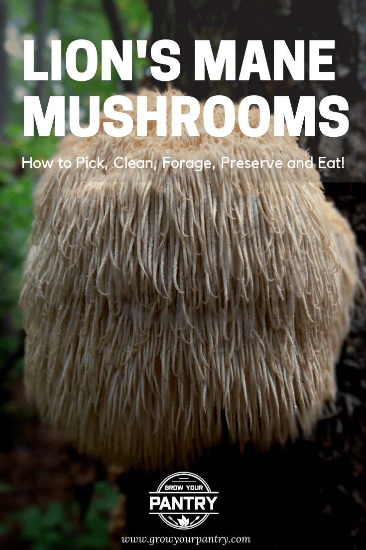 How To Make Lions Mane Tea Do Lion S Mane And Chaga