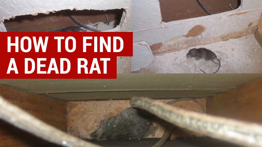 How Long Will A Dead Rat Smell In The Attic Image
