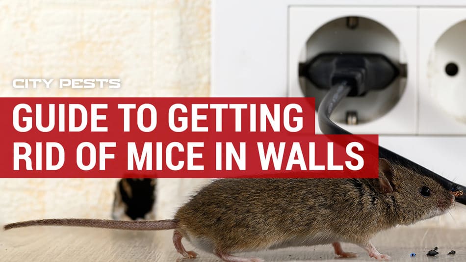 Getting Rid Of Mice In Walls And Attic Image Balcony and