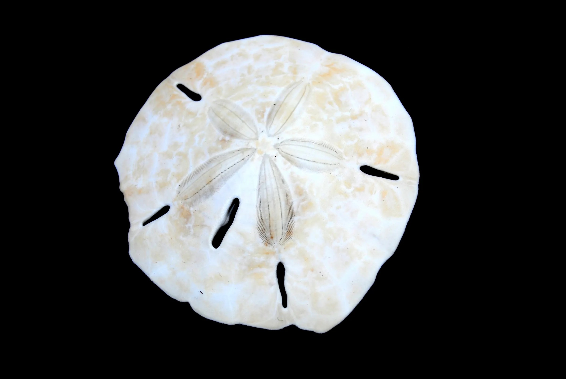 How to Bleach Sand Dollars 6 Steps (with Pictures