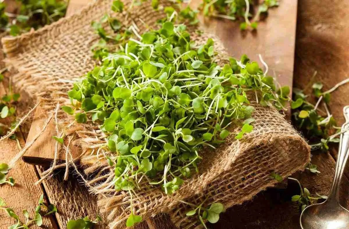 How to Grow the Tastiest Microgreens Gardening with