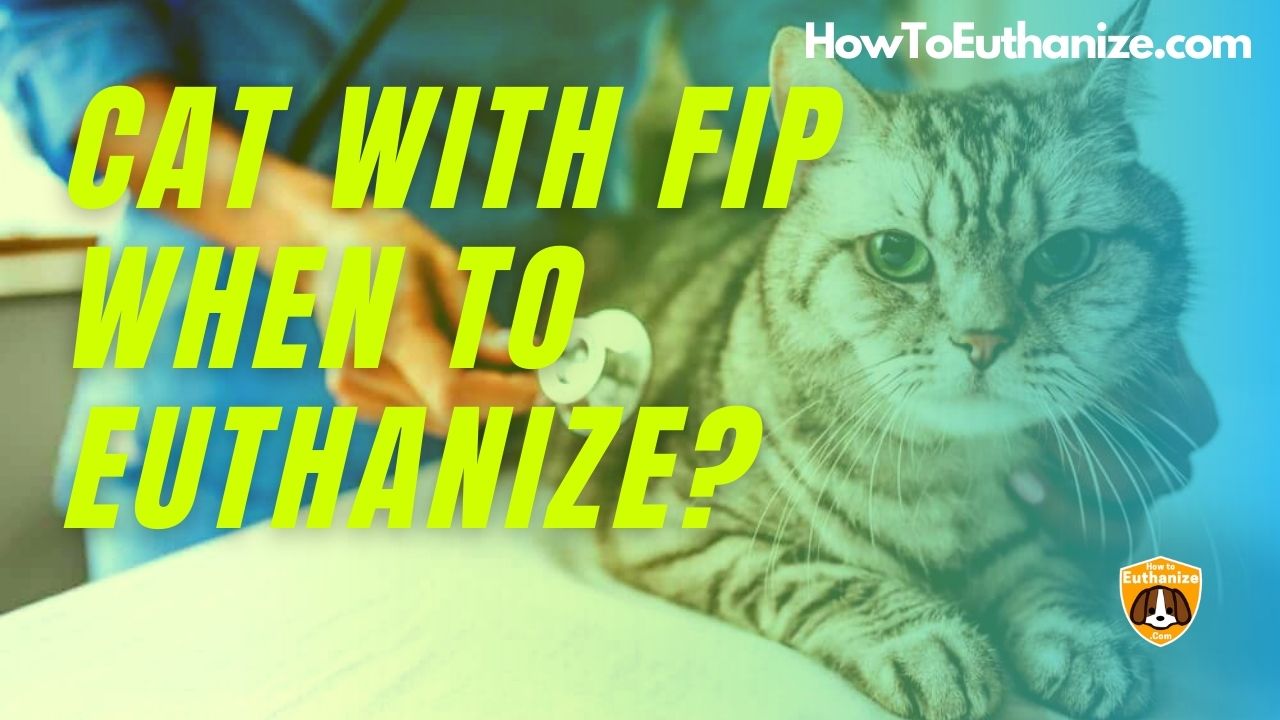 How To Euthanasia A Cat With Over The Counter Drugs Ideas
