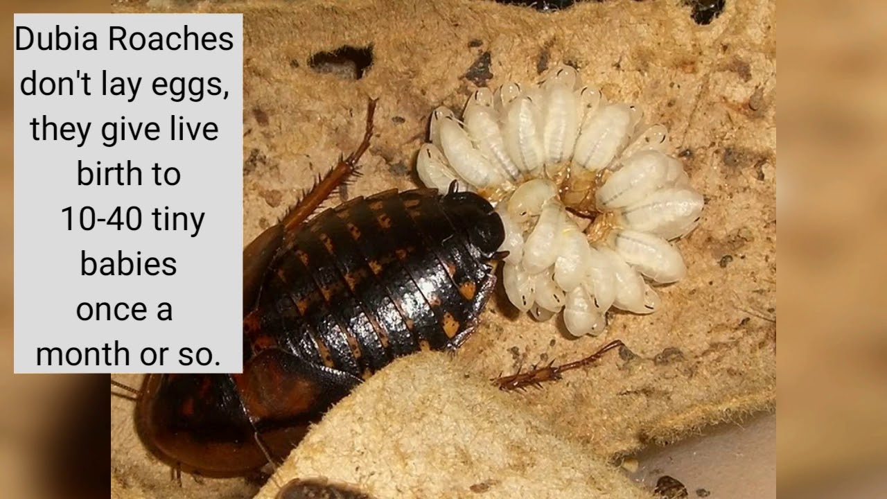 How To Breed Dubia Questions Answered