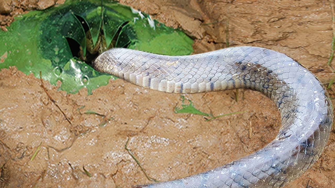 Creative Bottle Plastic Deep Hole Snake Trap To Catch Huge