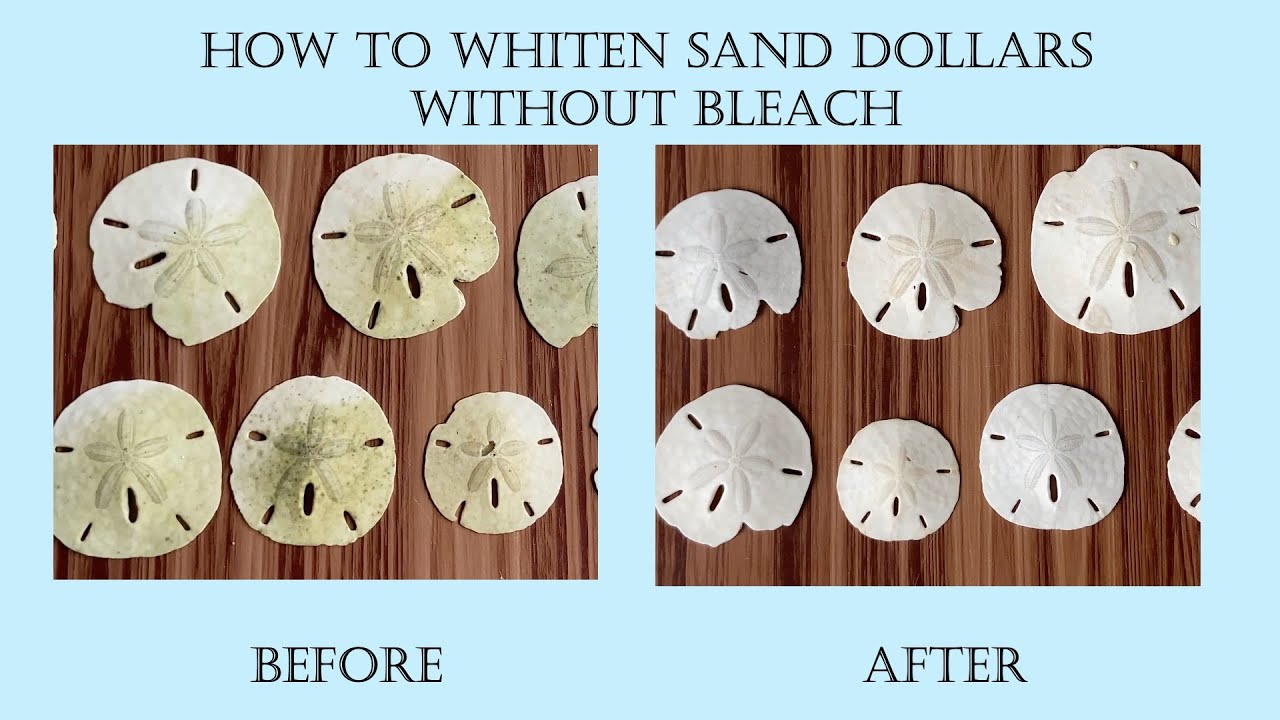 How To Whiten Sand Dollars With Hydrogen Peroxide saintjohn