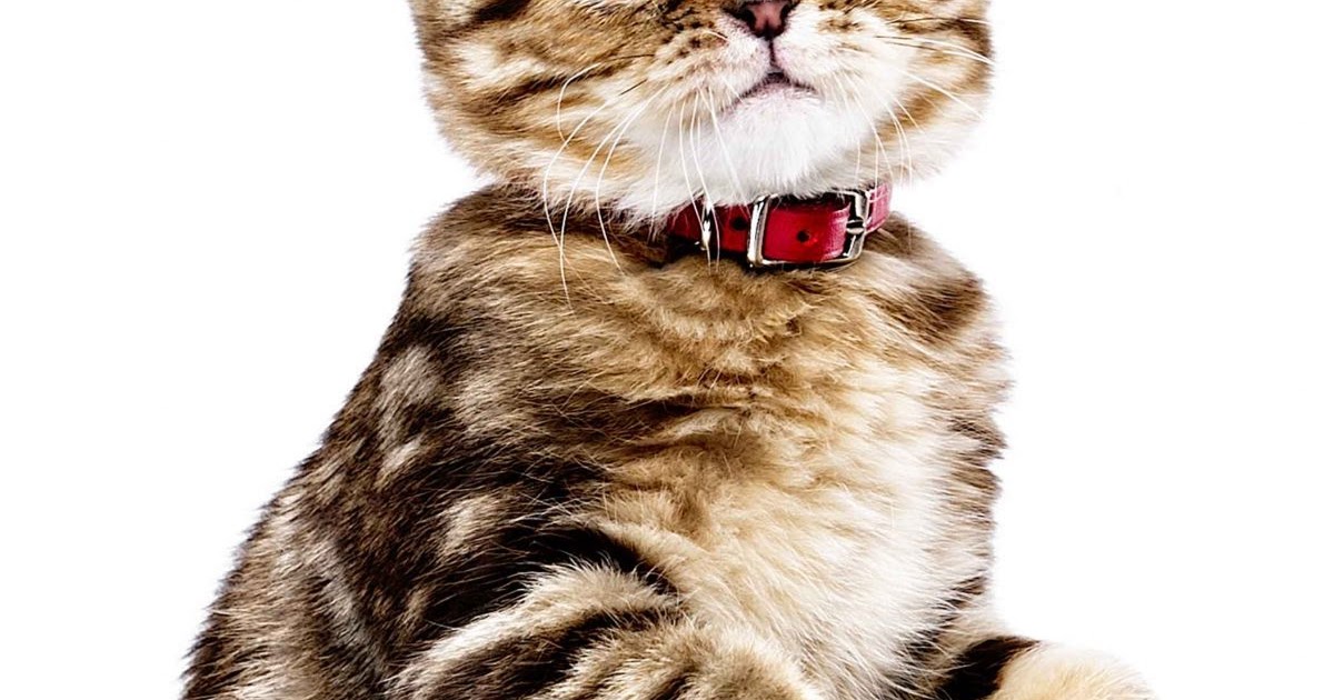 How To Euthanize A Cat With Over The Counter Drugs CatWalls
