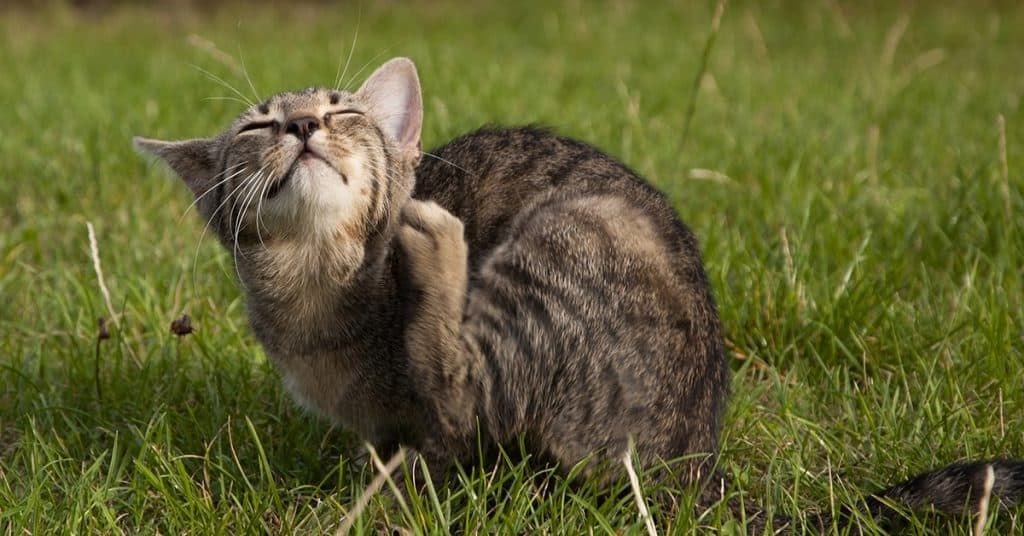 How To Euthanasia A Cat With Over The Counter Drugs GESTUJJ