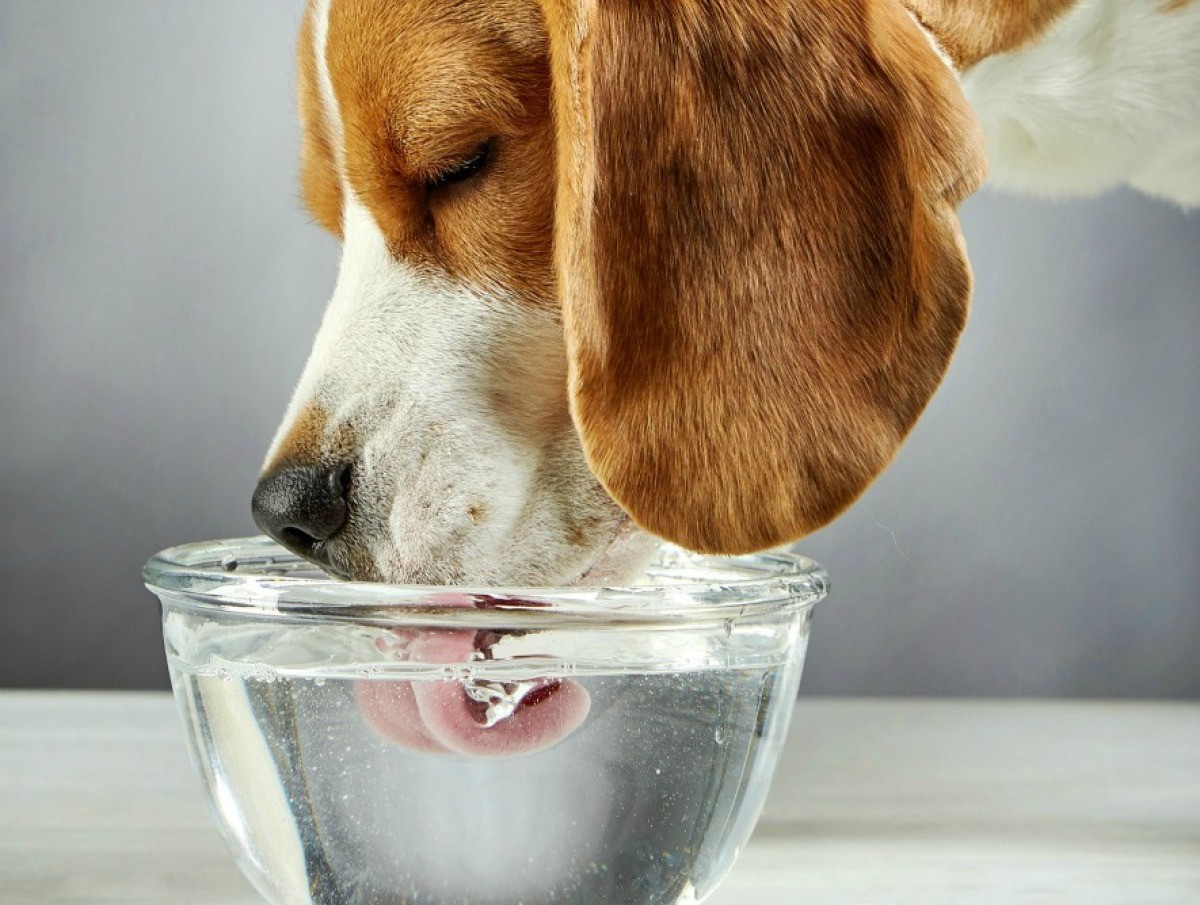 How To Get A Dog To Drink Water Thebabcockagency