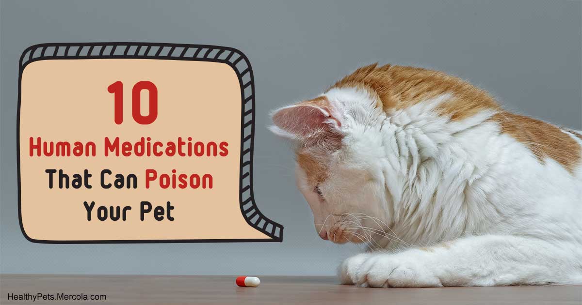 How To Euthanize A Cat With Over The Counter Drugs CatWalls