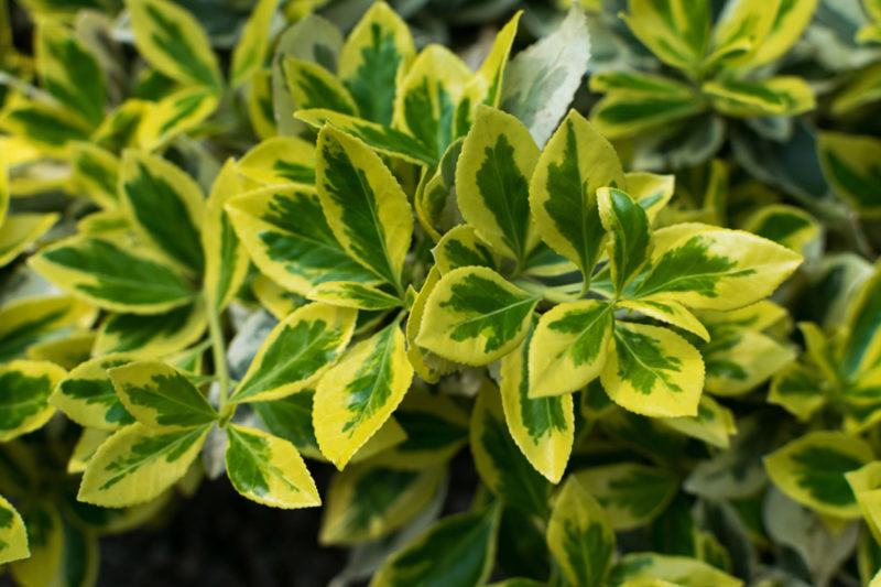 17 Evergreen Ground Cover Options for YearRound Color in