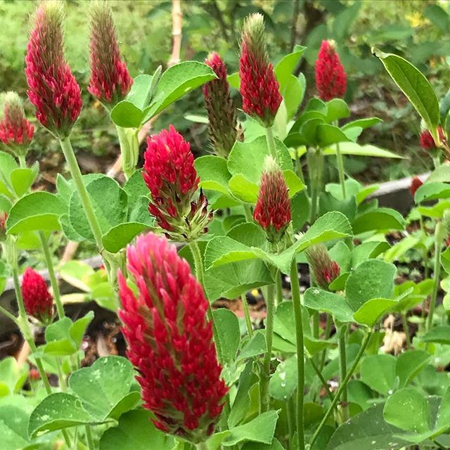 "The crimson clover is simply a beautiful cover crop. I