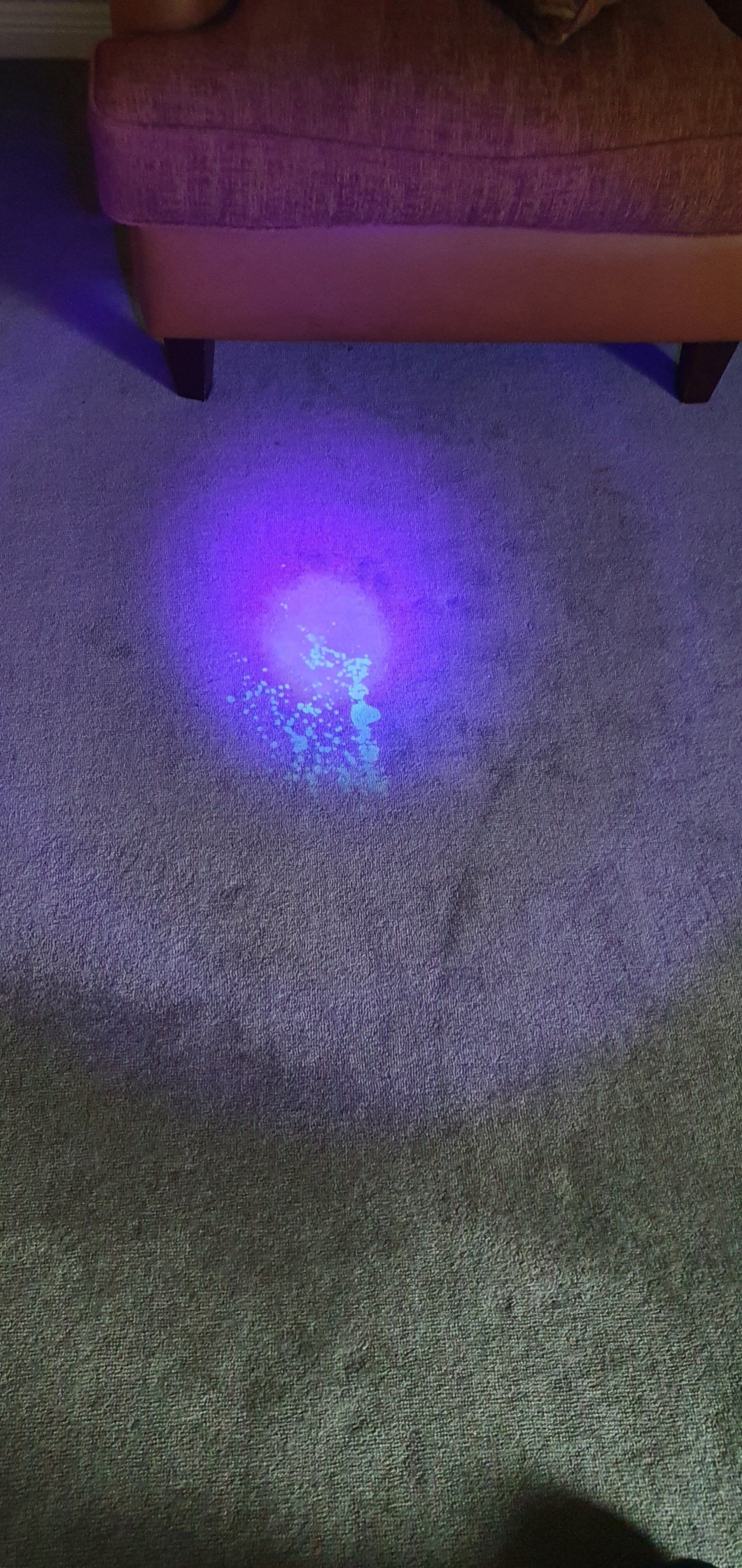 How to remove dog urine from carpet? in 2021 Pet stains