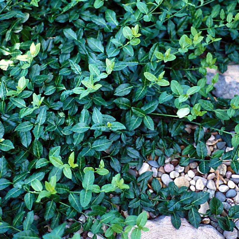 EuonymusWinter Creeper 32 Jumbo Landscape Plugs Plants