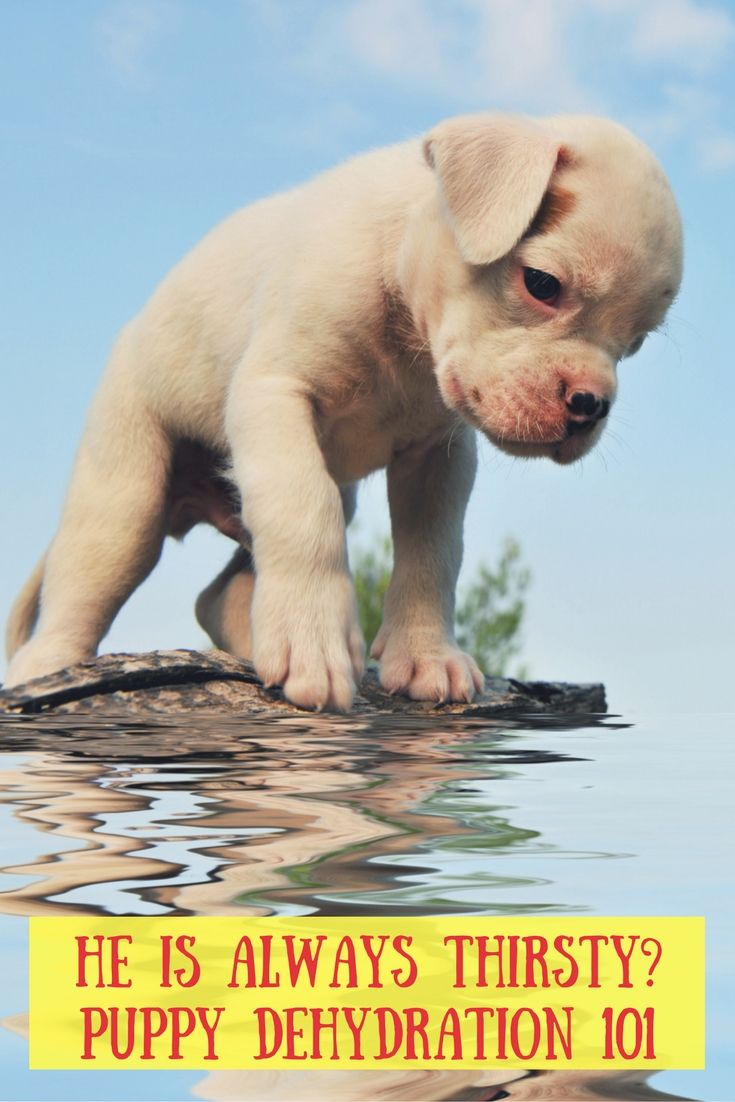 How To Get A Puppy To Drink More Water