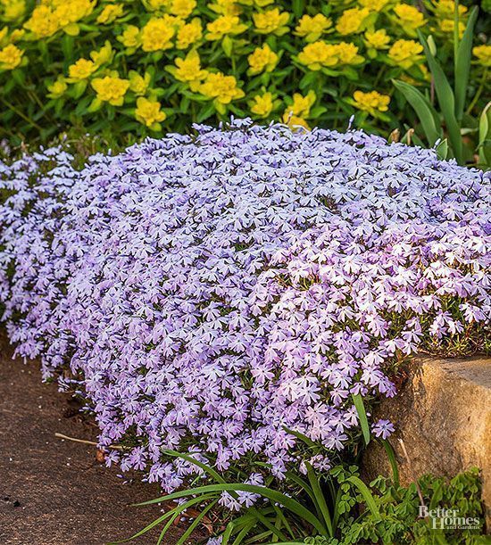 Round Up of Daily Gardens from Southern California Front