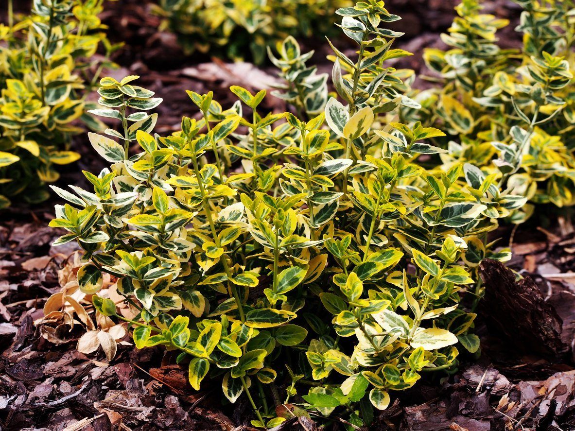 If you are selecting Euonymus plant varieties for your