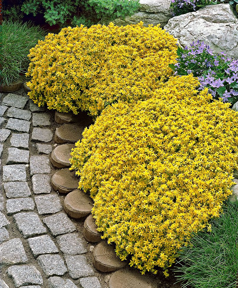 Yellow Stonecrop Plants from Spalding Bulb Ground