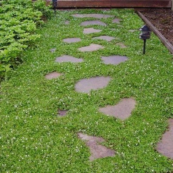Wonderful photo walkwaypaths in 2020 (With images