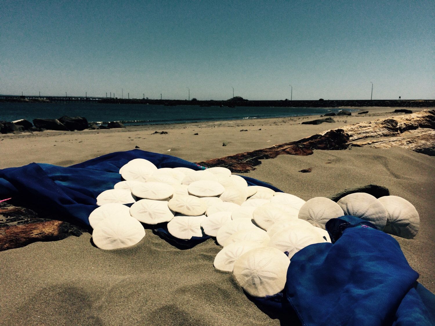 How To Whiten Live Sand Dollars References