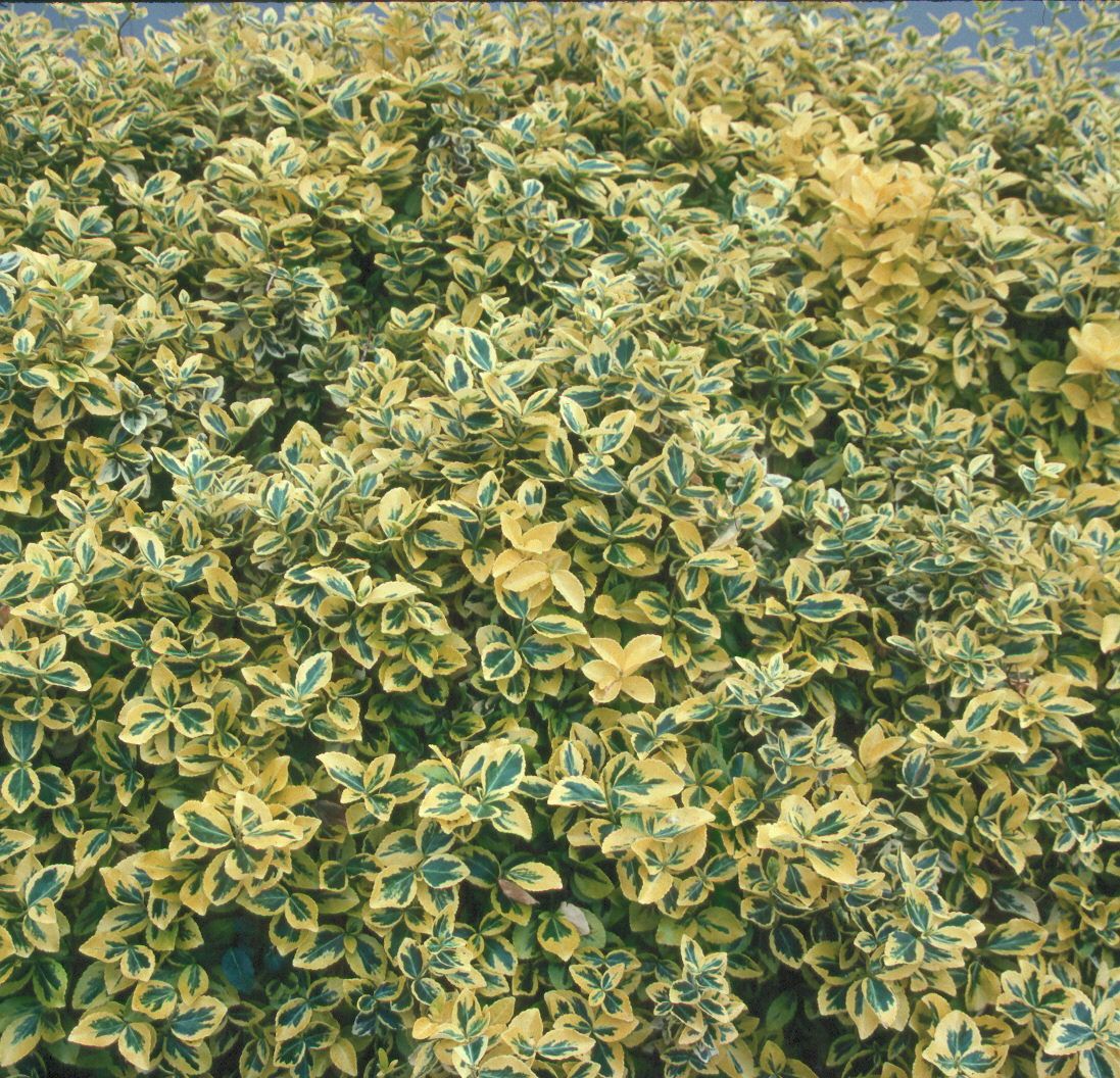 Euonymus fortunei 'Emerald n Gold' / Emerald n Gold