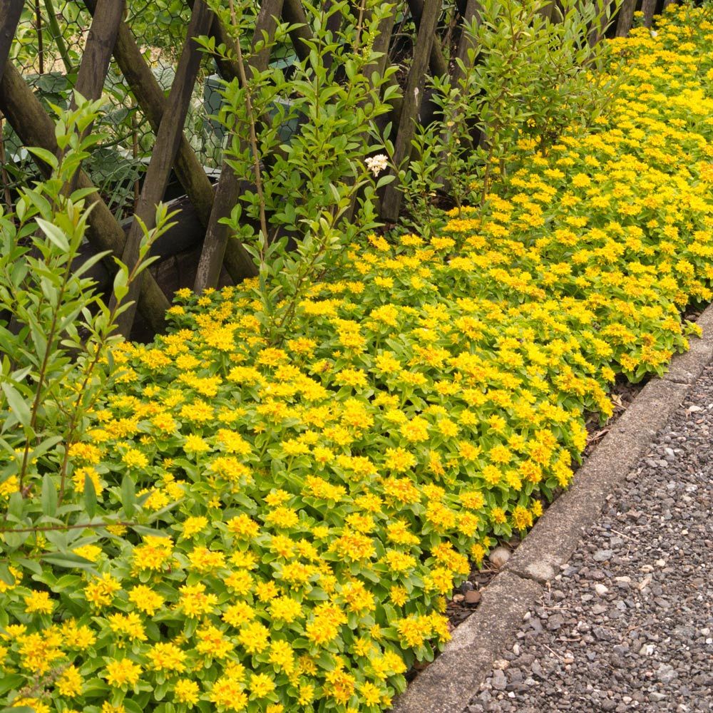 Buy Sedum Kamtschaticum Plants J Parker Dutch Bulbs