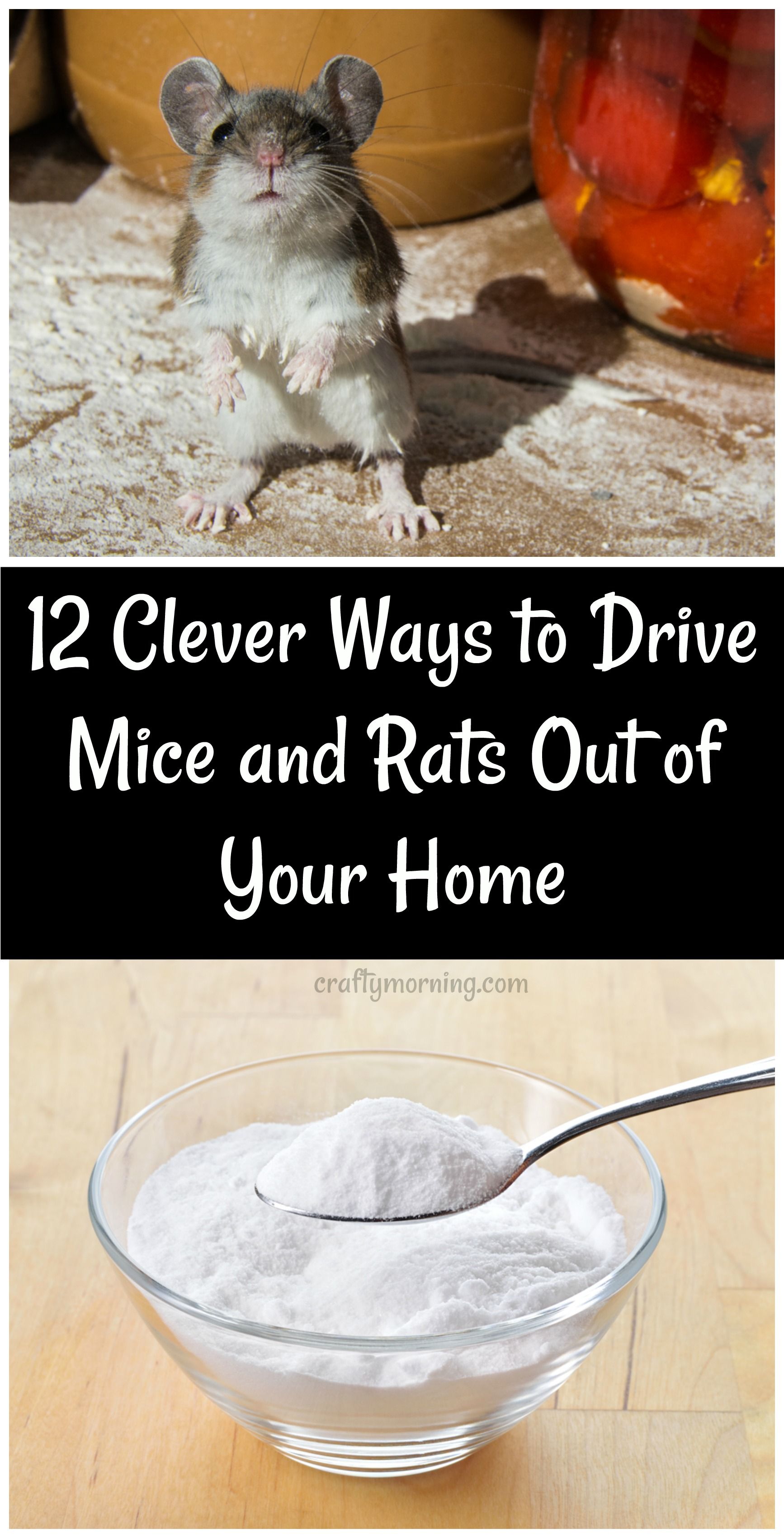 How To Get Rid Of Dead Rats In The Walls
