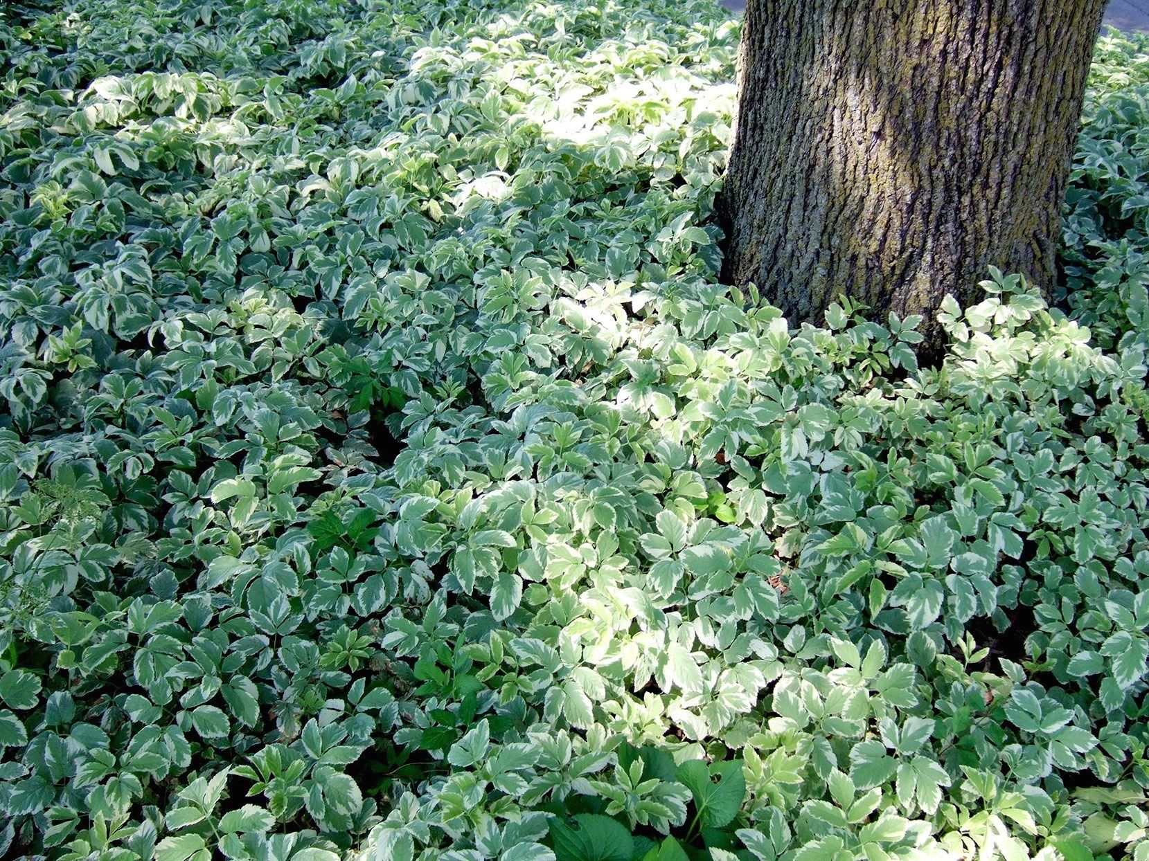 10 Great Groundcover Plants 1000 Ground cover plants