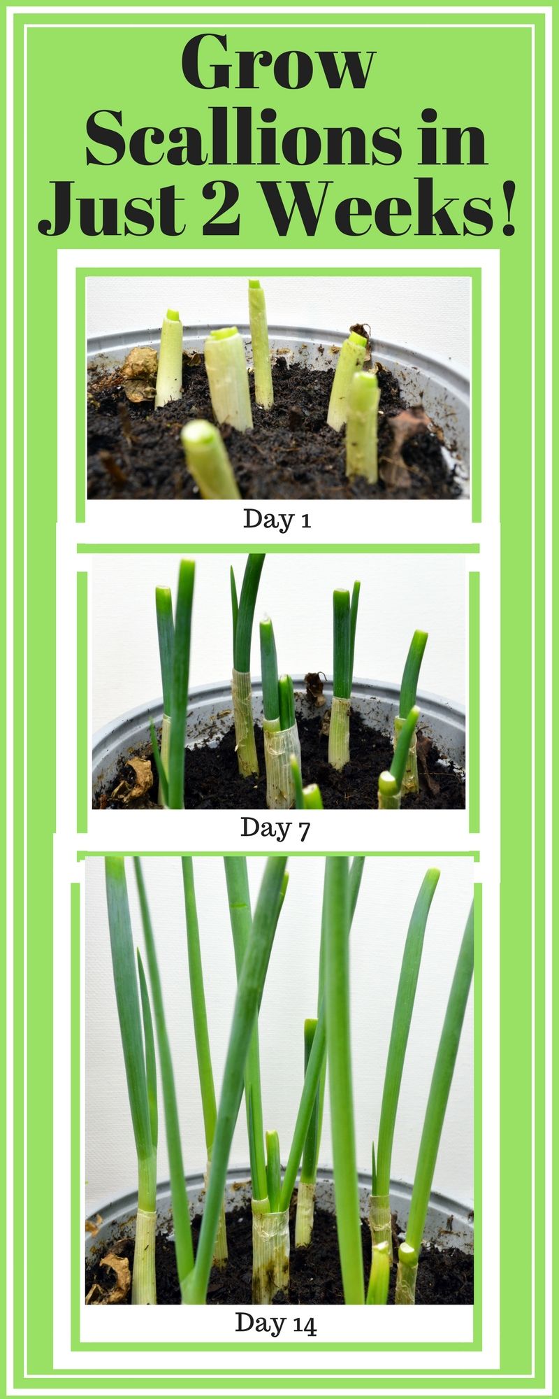 How to grow scallions in 2021 Growing herbs at home