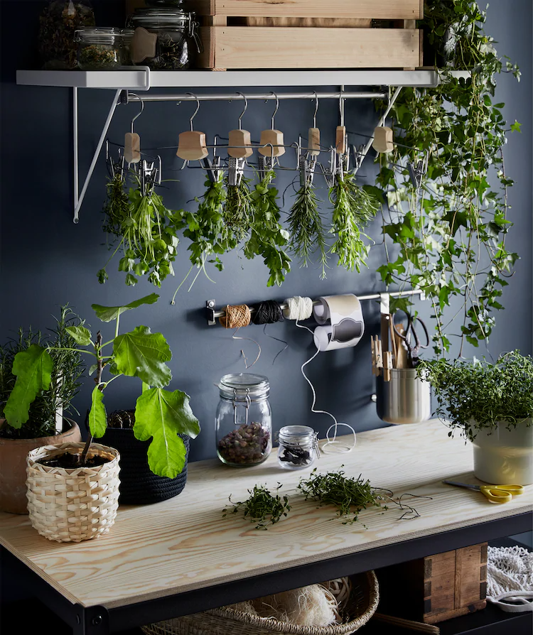 How to harvest and enjoy a few edible plants at home in