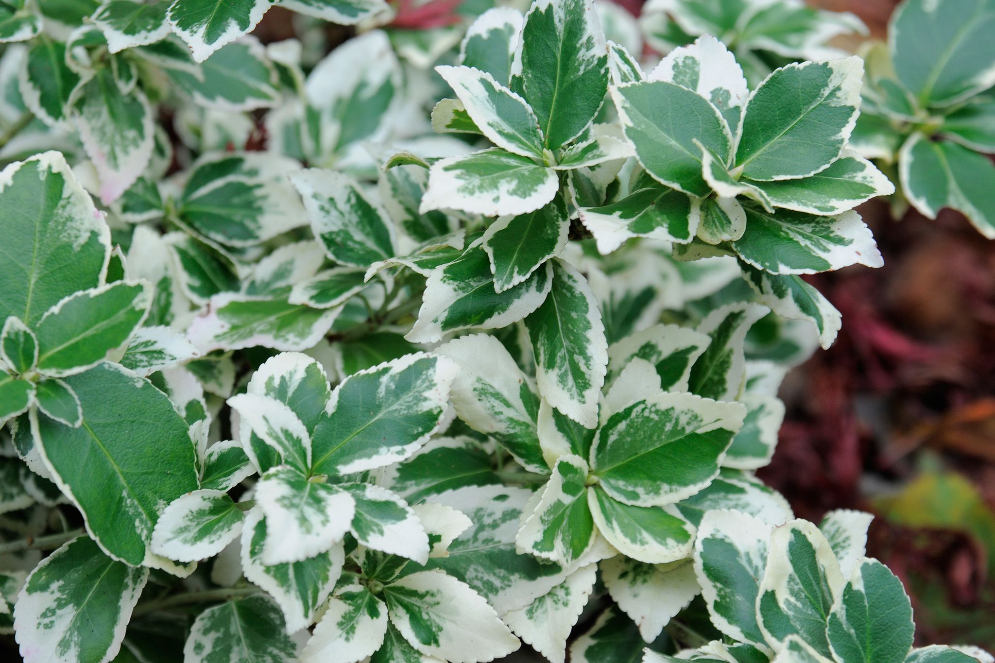 Euonymus fortunei 'Silver Queen' Evergreen climbers