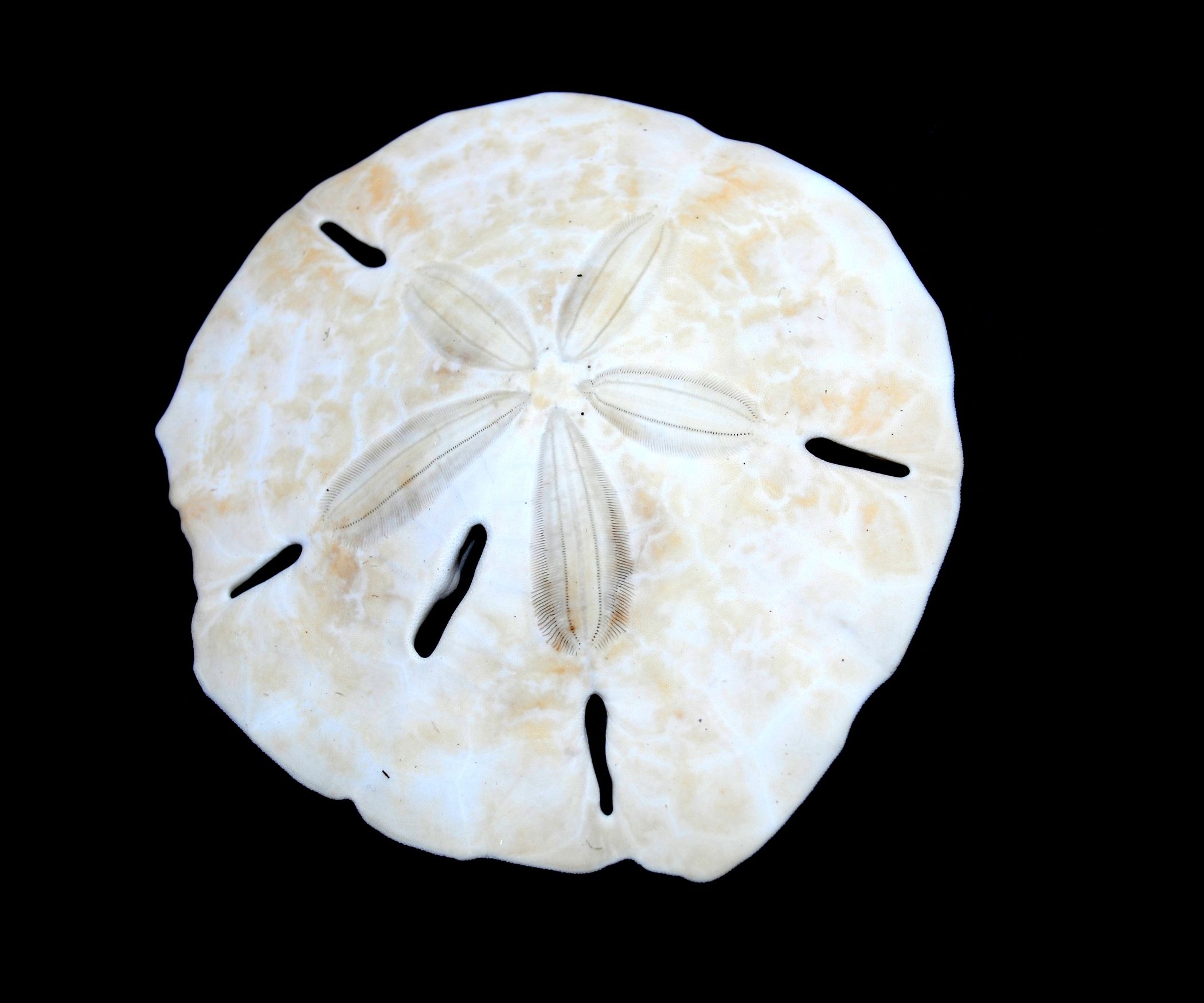 How To Whiten Sand Dollars With Hydrogen Peroxide TangeRine