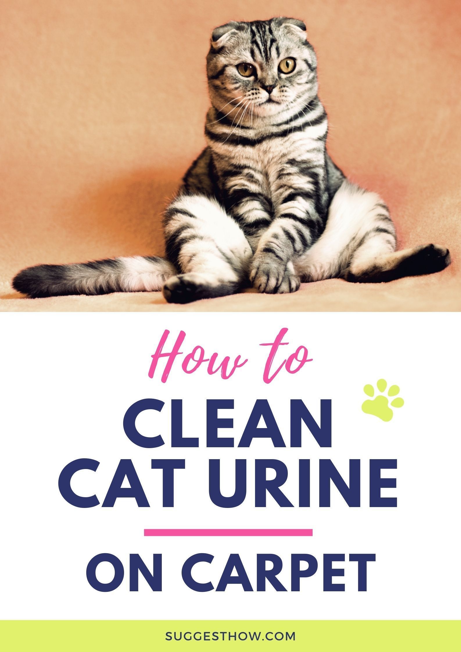 How to Clean Dried Cat Urine from Carpet 3 Easy Methods