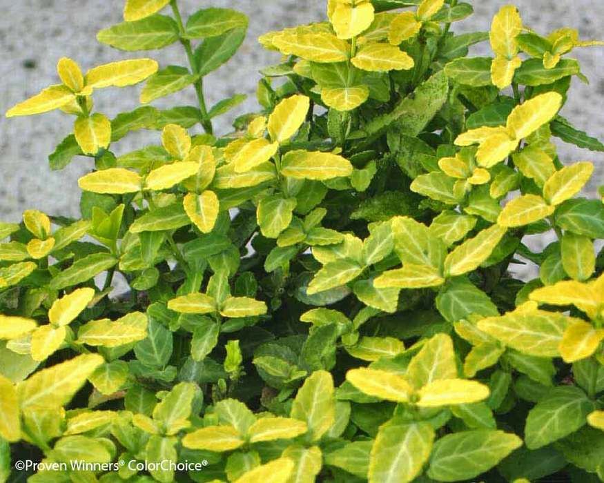 Euonymus Goldy ground cover Front yard plants, Ground