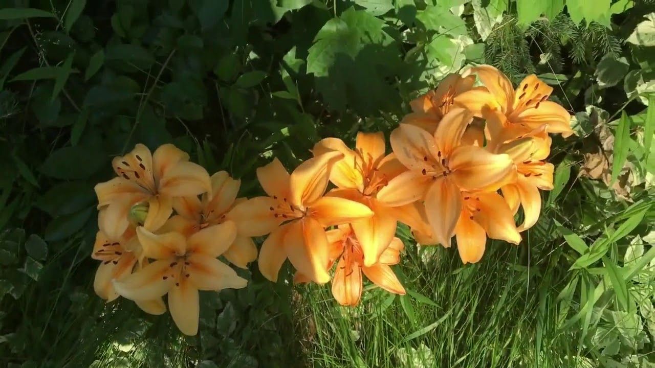 How Many Levels Does Lily's Garden Have All About