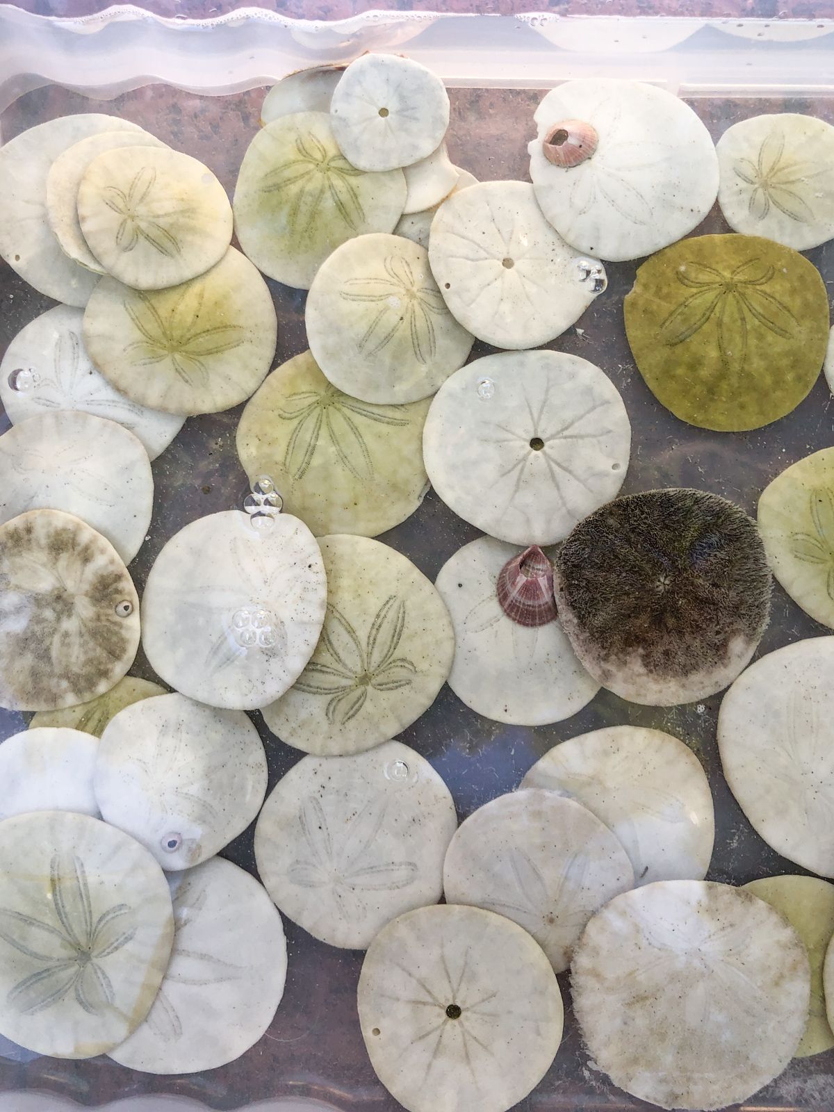 How to Clean Sand Dollars Sand dollar craft, Sand dollar