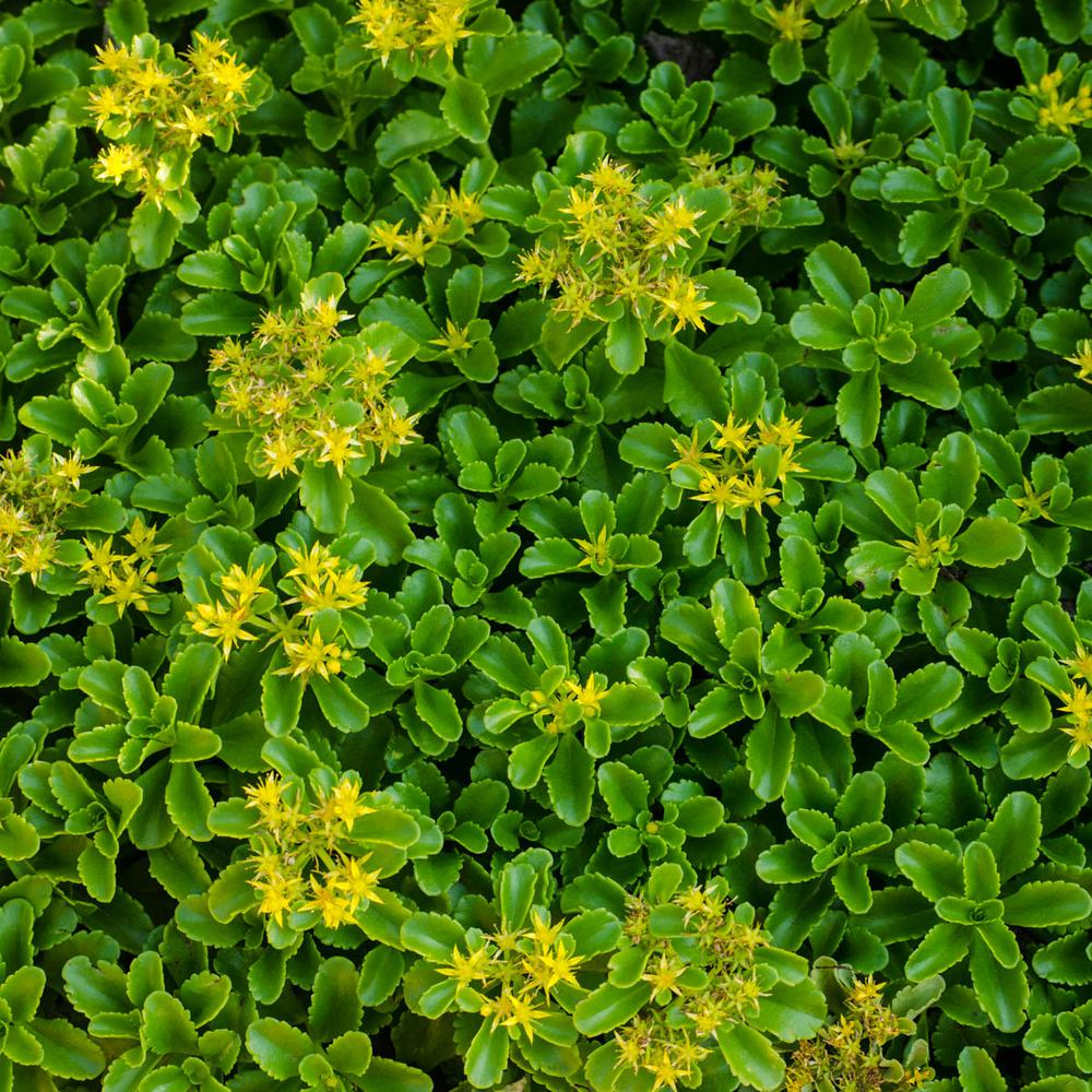 Spring Hill Nurseries 3 in. Pot Golden Creeping Sedum Live