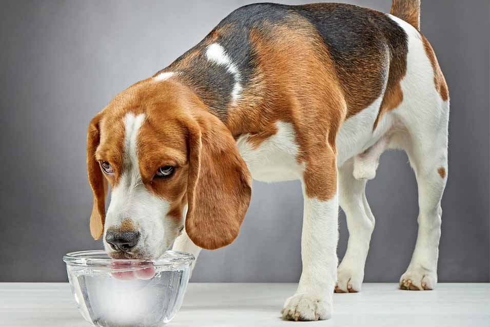 How To Get A Dog To Drink Water Thebabcockagency