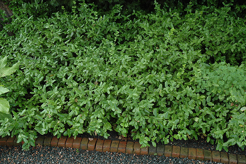 Sarcoxie Wintercreeper (Euonymus fortunei 'Sarcoxie') in