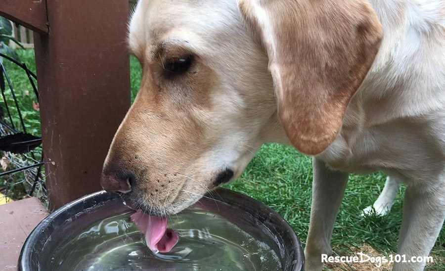 How To Get A Dog To Drink Water Thebabcockagency