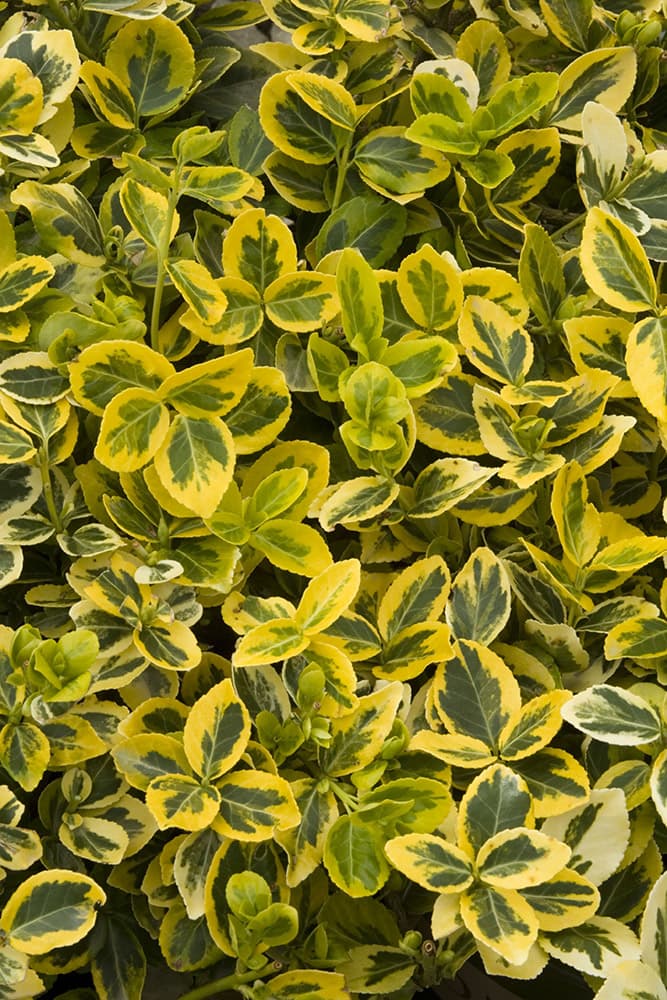 The 20 Best Evergreen Ground Cover Plants Rhythm of the Home
