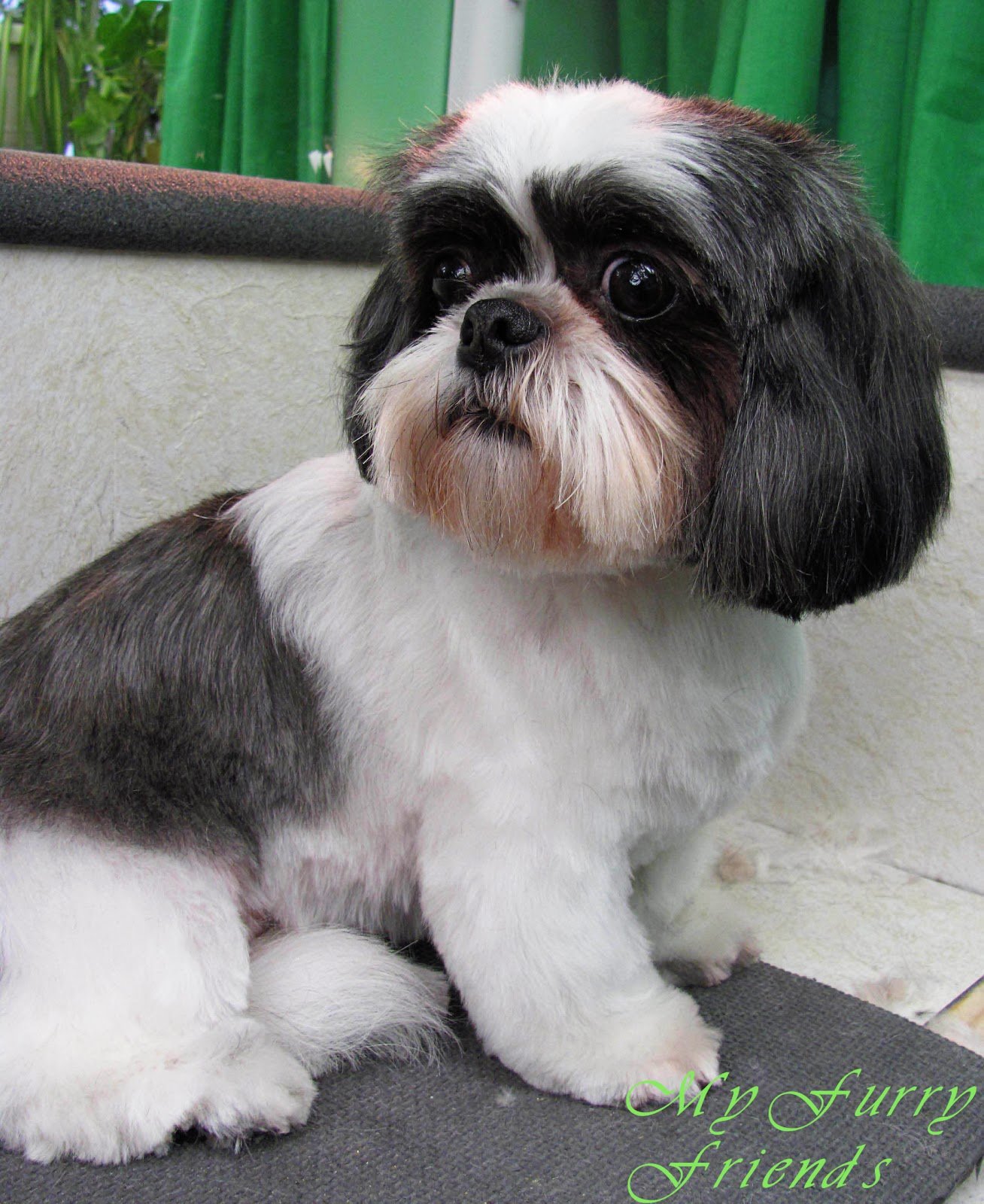 Shih Tzu Grooming Puppy Cut Pictures Information Zone